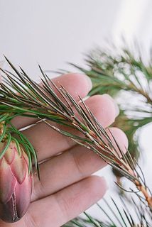 プロテアは葉や花びらに変色がある場合がございます。特性としてご理解ください。
