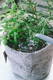鉢植えの育て方：土が乾いたらお水を入れましょう。乾いていない状態で水を与えすぎると根腐れの原因に。
