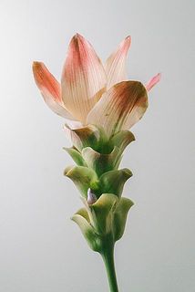 茶色く変色している場合がございます