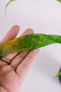 一部、葉が茶色く変色している場合がございます。