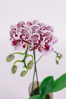 ゼブラ柄の花弁が美しい希少品種✨