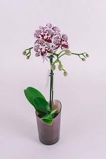 お花の付きには個体差があります。