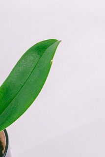 一部、葉に傷がある場合がございます。