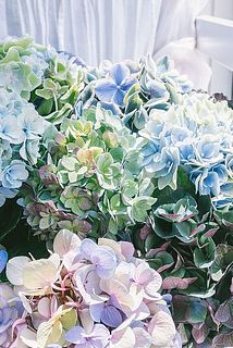 紫陽花の色味はおまかせになります