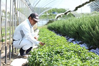 ペパーミントを育てる圃場（ほじょう）の様子。