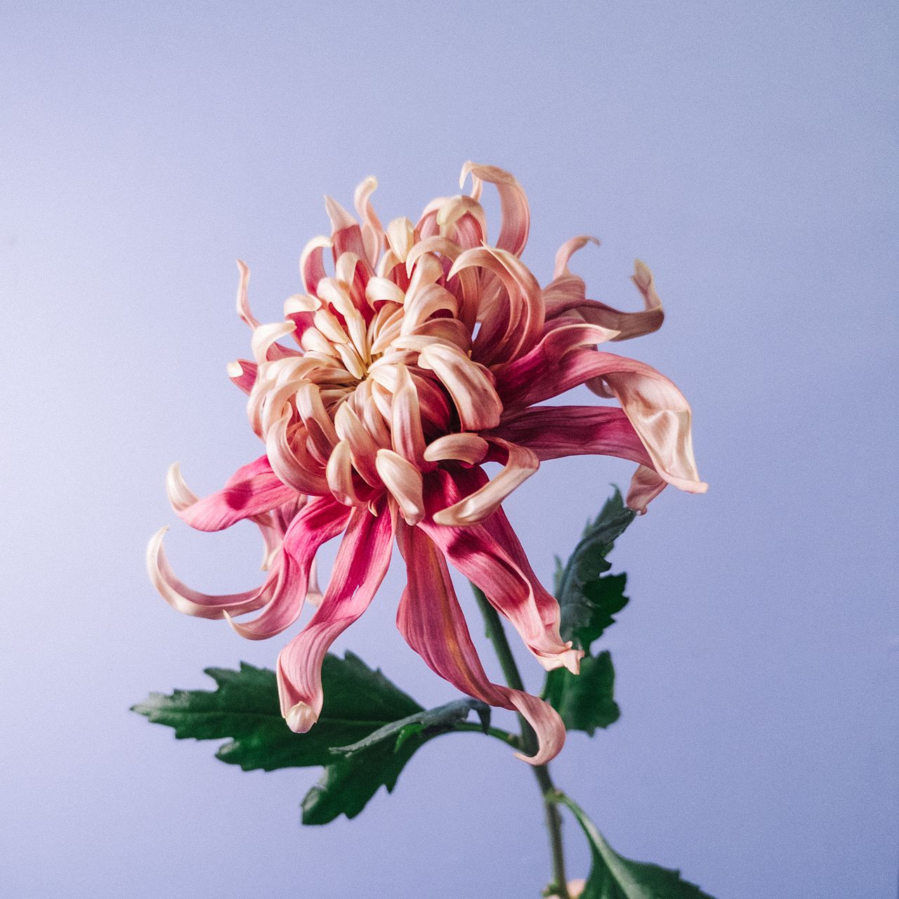 大輪マム「マノアサーモン」