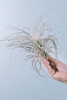 形や大きさには個体差がございます。