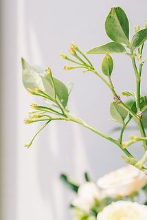 この時期のソケイは花が無い、葉付きの枝物になります。品質不良ではないのでご安心くださいませ。
