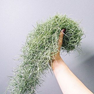 ボリュームたっぷり