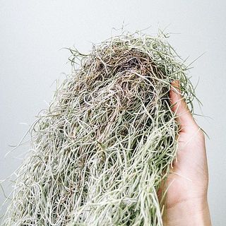 内側に根っこが付いている場合も。枯れているわけではないのでご安心ください