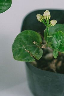一部傷がある場合がございます。
