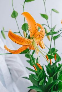花粉はお好みで取り除いてください。