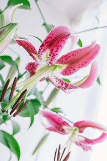 花粉はお好みで取り除いてください。