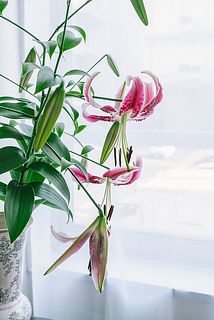 しなやかな姿が美しい✨