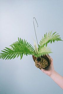 お届け例