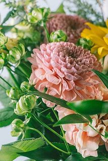 ダリアの花びらに傷や折れがある場合がございます。