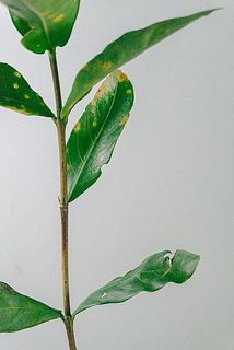 葉が黄色く変色していたり、傷がついている場合がございます。