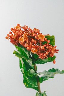 一部、花が茶色く変色している場合がございます。