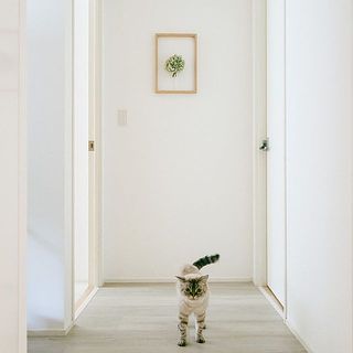 猫ちゃんと暮らす人にもおすすめです。