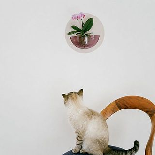 手に届きにくい場所に飾れるので、猫ちゃんと暮らす方にもおすすめ。