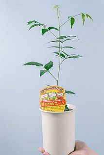 ポットの色はおまかせになります。