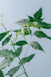 新芽も🌱