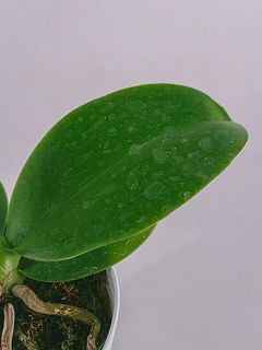 カルキ跡（水垢）ある場合がございます。気になる方は優しく拭き取ってくささい。