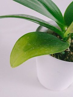 下葉は生え変わりのサイクルで黄色くなっている場合がございます。自然に落ちるのを待つか気になる場合はシワシワになってからカットしてください。