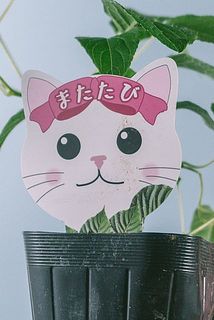 タグには土汚れが付いている場合がございます。