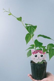 生え方やボリュームには個体差がございます。