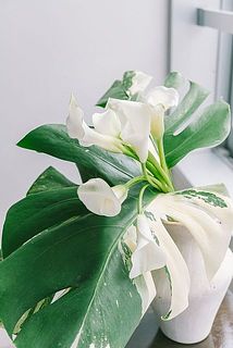 カラーの品種は画像とは異なる場合がございます.
