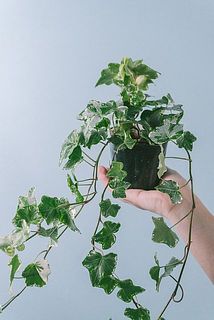 品種はおまかせになります。
