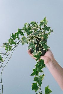 品種はおまかせになります。