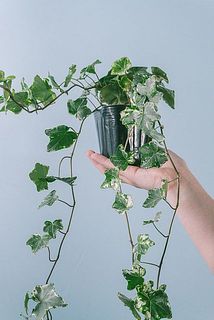 品種はおまかせになります。
