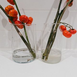 スタッフが実際に試したところ、5日経ってもSiliteを入れた水（左）は透明なままでした！