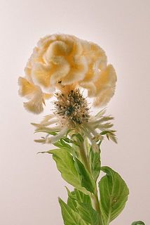 黒いのはけいとうの種です。