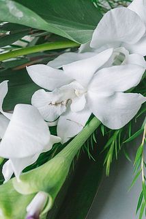 一部、デンファレに傷がある場合がございます。