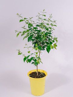 形や大きさには個体差がございます。