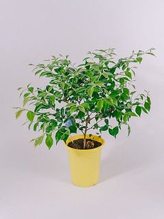 形や大きさには個体差がございます。