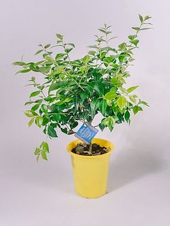 形や大きさには個体差がございます。
