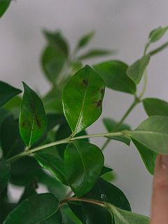 葉に傷や変色がある場合がございます。
