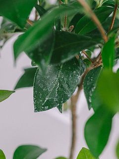 カルキ跡（水垢）ある場合がございます。気になる方は優しく拭き取ってくささい。