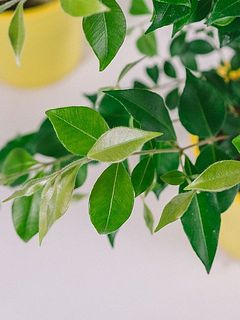 新芽は柔らかいです。