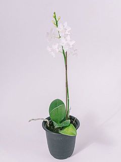 お届け例