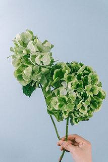 大きさや色味には個体差がございます。