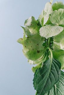 一部、茶色く変色している場合がございます。