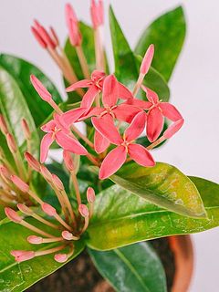 開花状況には個体差がございます。