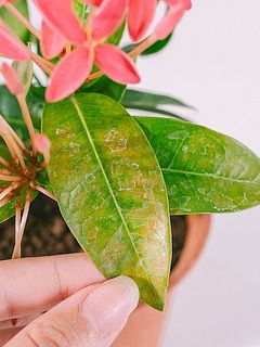 一部葉っぱに変色や配送中にお花が咲き終わってる場合がございます。