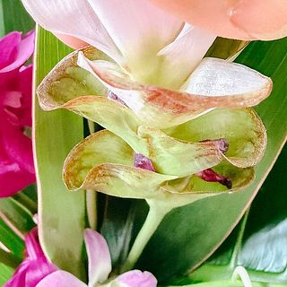 クルクマの苞の中の花は変色している場合も。気になる場合は優しく取り除いてください。