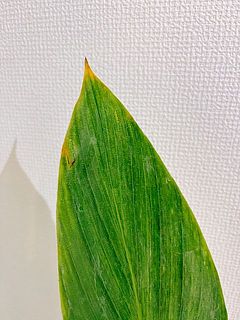 葉には一部変色がある場合も。